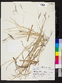 Bothriochloa ischaemum image