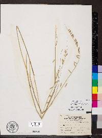 Bouteloua curtipendula var. curtipendula image