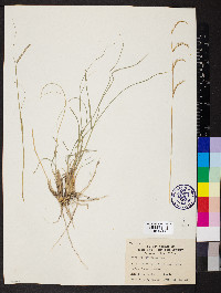 Bouteloua barbata var. rothrockii image