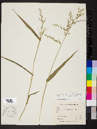 Urochloa arizonica image