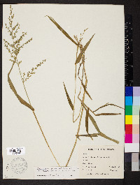 Urochloa arizonica image