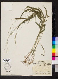 Brachyelytrum erectum image