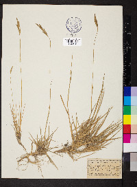 Brachypodium pinnatum image