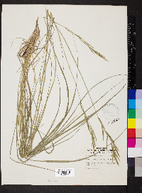 Brachypodium pinnatum image