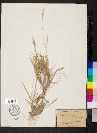 Brachypodium pinnatum image