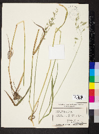 Bromus commutatus image