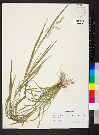 Bromus commutatus image