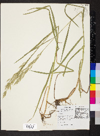 Bromus commutatus image