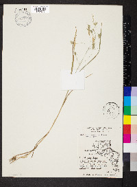 Bromus commutatus image