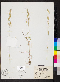 Bromus commutatus image