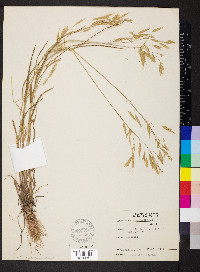 Bromus commutatus image