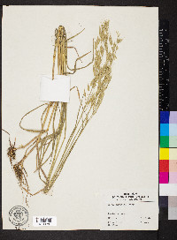 Bromus commutatus image