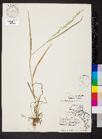 Bromus commutatus image