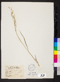 Bromus commutatus image