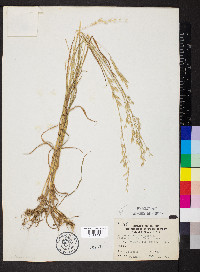 Bromus commutatus image