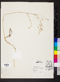 Bromus commutatus image