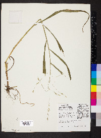 Bromus pubescens image