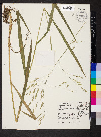 Bromus pubescens image