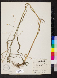 Bromus pubescens image