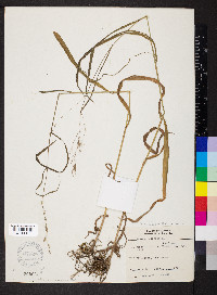 Bromus pubescens image