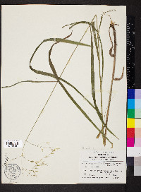 Bromus pubescens image