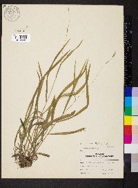 Bromus pubescens image