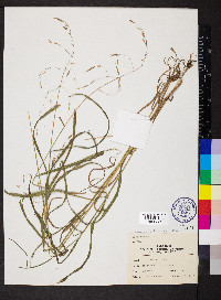 Bromus pubescens image