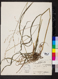 Bromus pubescens image