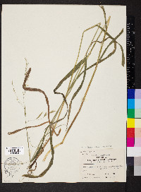 Bromus pubescens image