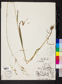 Bromus pubescens image