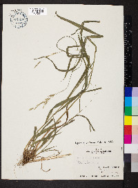 Bromus pubescens image