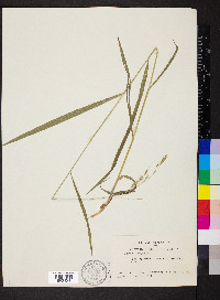 Bromus pubescens image