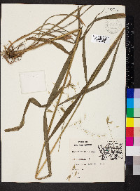 Bromus pubescens image