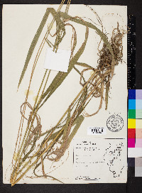 Bromus pubescens image