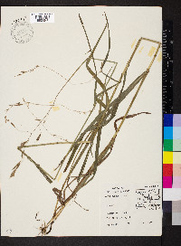 Bromus pubescens image