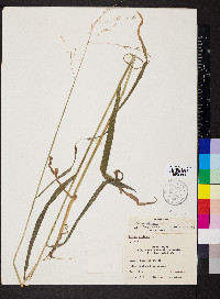 Bromus pubescens image