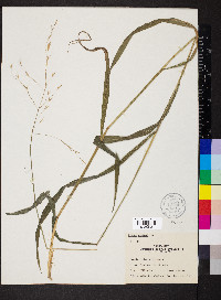 Bromus pubescens image