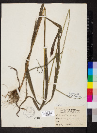 Bromus pubescens image