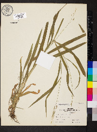 Bromus pubescens image