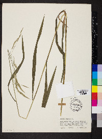 Bromus pubescens image