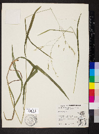 Bromus pubescens image