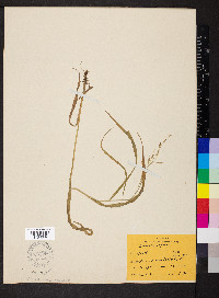 Bromus pubescens image