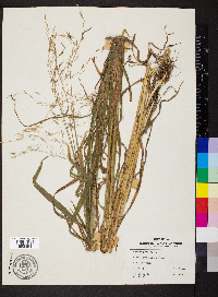 Bromus pubescens image