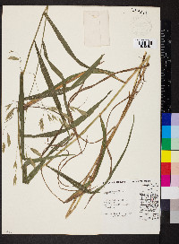 Bromus pubescens image