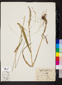 Bromus pubescens image