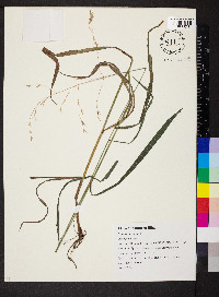 Bromus racemosus image