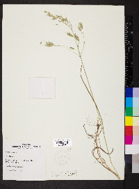 Bromus racemosus image