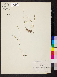 Bromus racemosus image