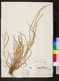 Bromus racemosus image