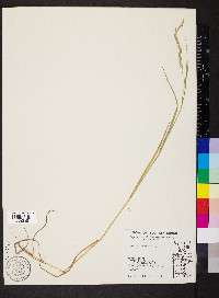 Bromus racemosus image